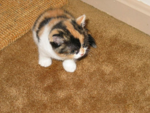 Картинка животные коты