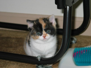 Картинка животные коты