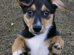 Картинка животные собаки