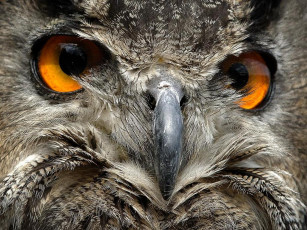 Картинка животные совы