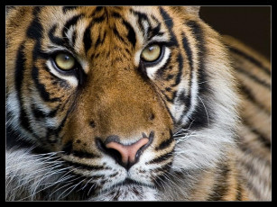 Картинка животные тигры