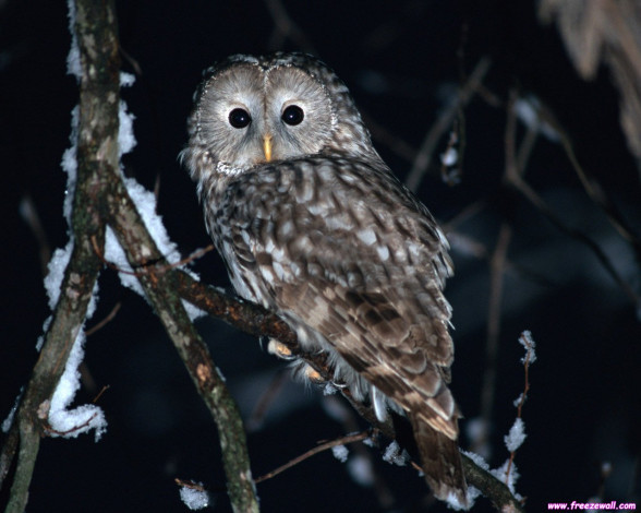 Обои картинки фото животные, совы