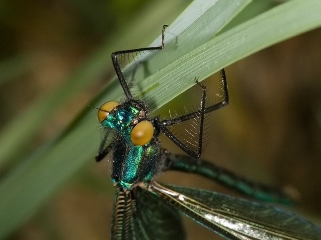 Обои картинки фото портрет, юной, красотки, животные, стрекозы