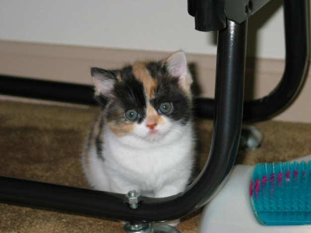 Обои картинки фото животные, коты