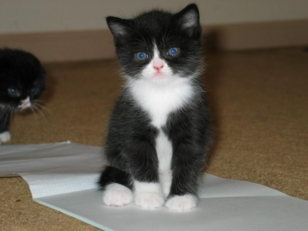 Обои картинки фото животные, коты