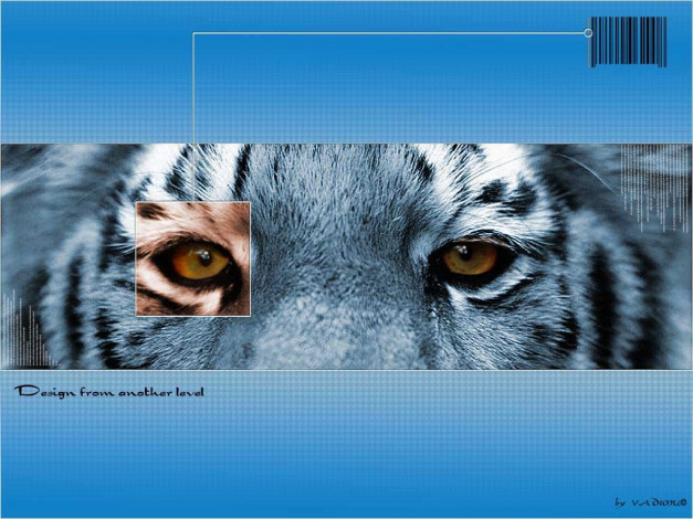 Обои картинки фото животные, тигры