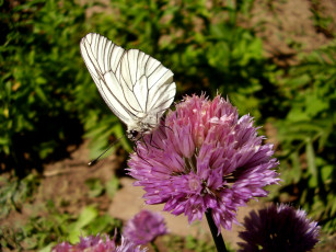 Картинка капустница животные бабочки