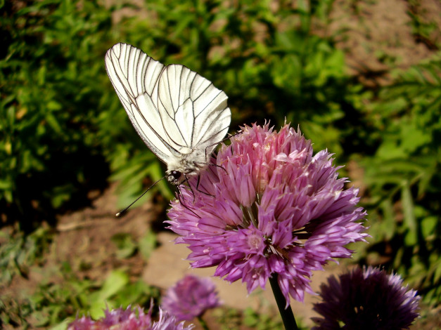 Обои картинки фото капустница, животные, бабочки