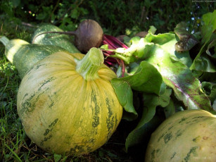 Картинка еда овощи