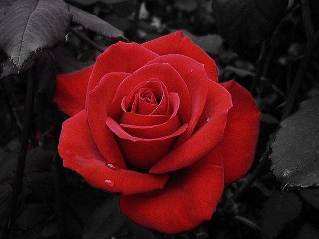 Обои картинки фото цветы, розы