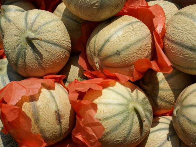 Обои картинки фото еда, дыня