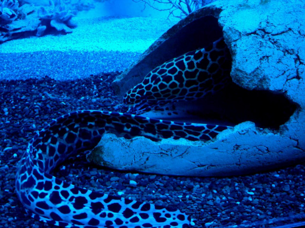 Обои картинки фото животные, мурены