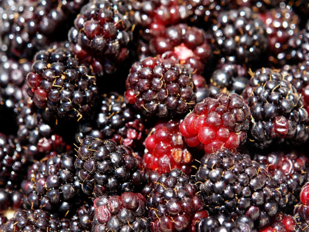 Обои картинки фото еда, ежевика