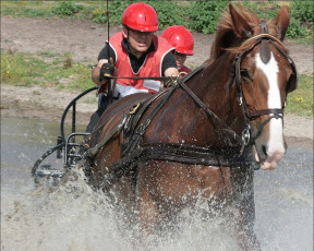 Картинка спорт конный