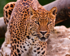 Картинка животные леопарды кошка хищник