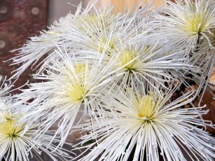 Картинка цветы хризантемы