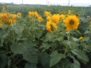 Картинка цветы подсолнухи