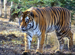 Картинка животные тигры хищник полосатый