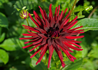 Картинка цветы георгины