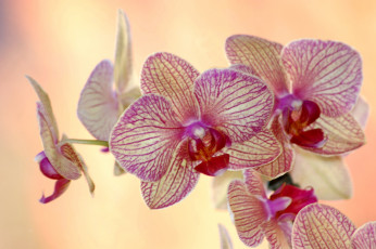 Картинка цветы орхидеи пестрый