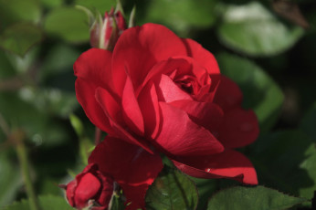 Картинка цветы розы лепестки красный