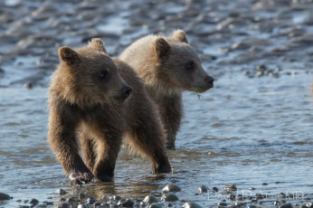 обоя животные, медведи, малыши, медвежата