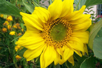 Картинка цветы подсолнухи