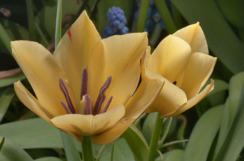 Картинка цветы тюльпаны тюльпан