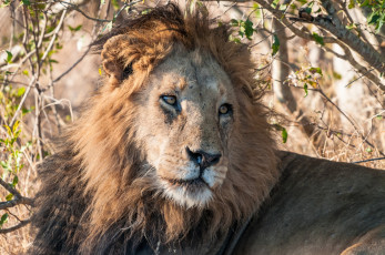 Картинка животные львы царь грива