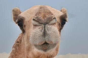 Картинка животные верблюды верблюд