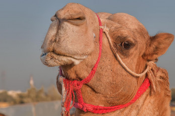 Картинка животные верблюды верблюд