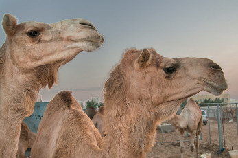 Картинка животные верблюды верблюд