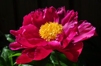 Картинка цветы пионы макро роскошный лепестки