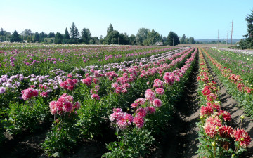 Картинка цветы георгины