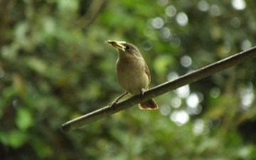 Картинка животные птицы ветка птичка