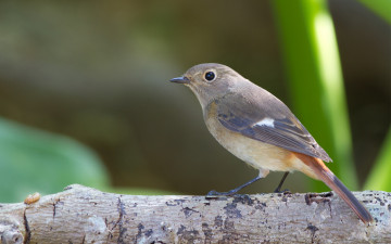 Картинка животные птицы зелень природа ветка серая