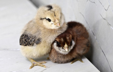 Картинка животные куры петухи цыплята