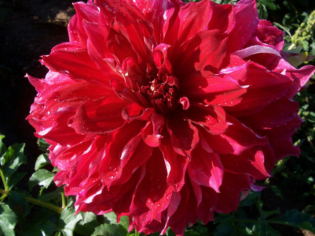 Обои картинки фото цветы, георгины