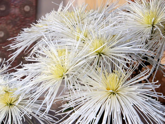 Обои картинки фото цветы, хризантемы