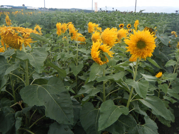 Обои картинки фото цветы, подсолнухи