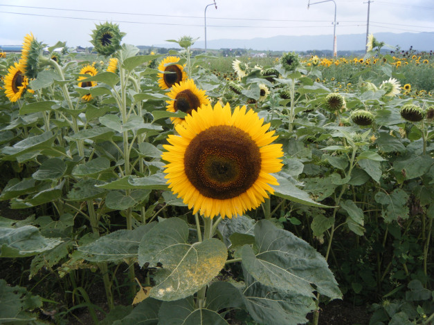 Обои картинки фото цветы, подсолнухи