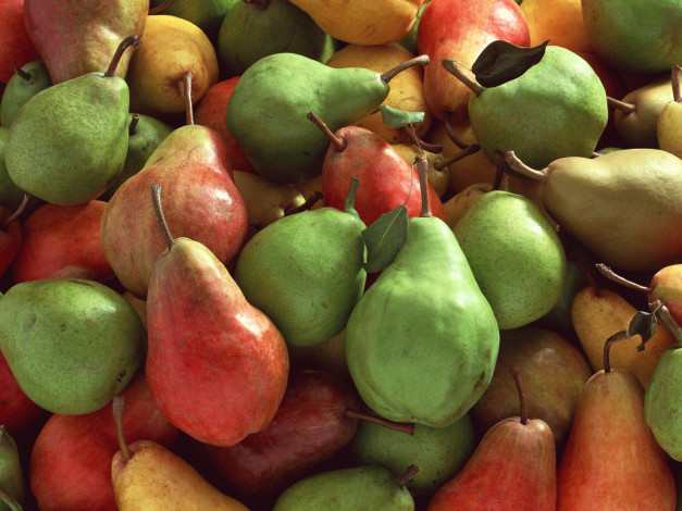 Обои картинки фото еда, груши, много, разноцветные