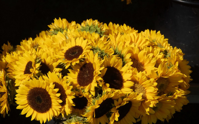 Обои картинки фото цветы, подсолнухи