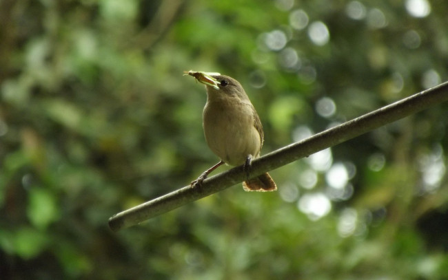 Обои картинки фото животные, птицы, ветка, птичка