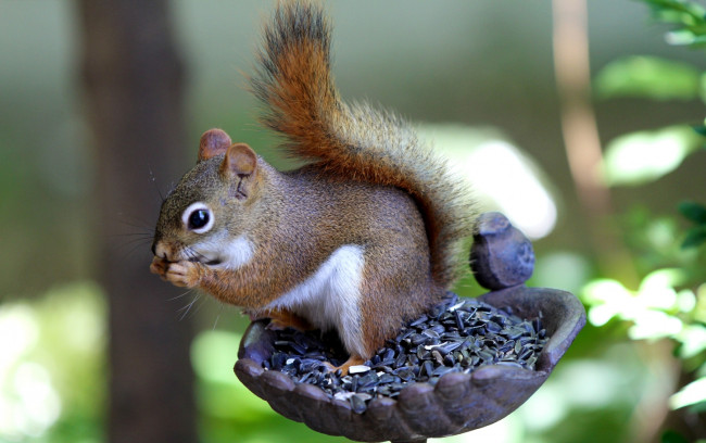 Обои картинки фото животные, белки, семечки, кормушка, бельчонок