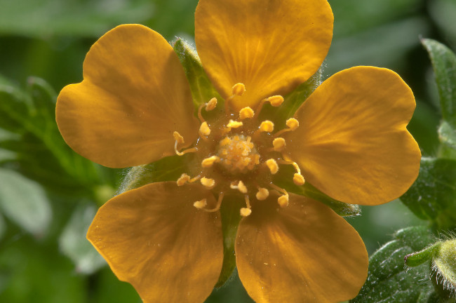 Обои картинки фото цветы, калужницы, лютики, бутон