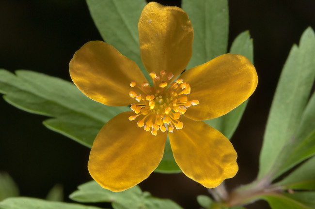Обои картинки фото цветы, калужницы, лютики, лепестки
