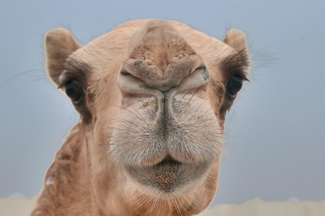 Обои картинки фото животные, верблюды, верблюд