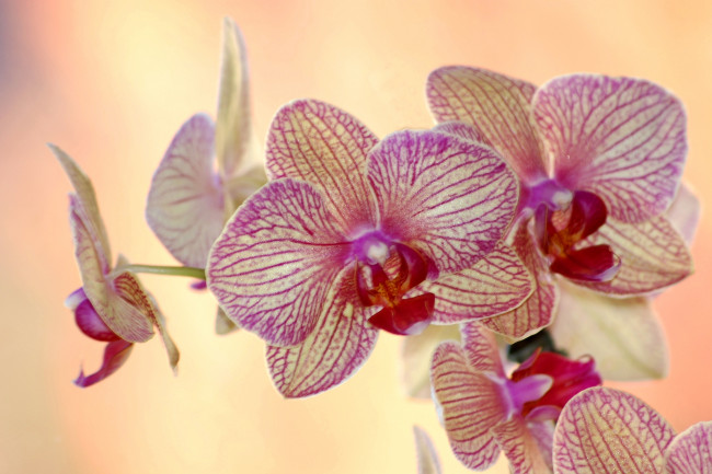 Обои картинки фото цветы, орхидеи, пестрый
