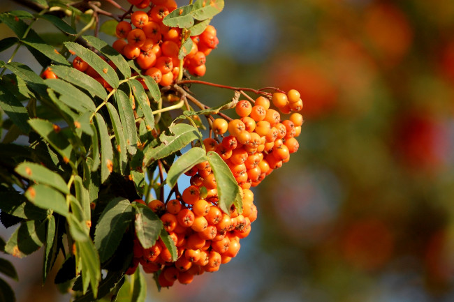 Обои картинки фото природа, Ягоды, рябина